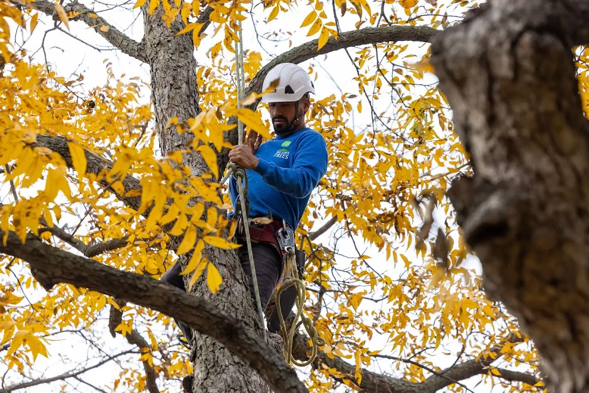 Skilled Tree Pruning crew working in Du Quoin